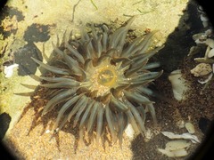 Bunodosoma zamponii