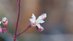 Heuchera brevistaminea