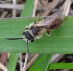 Andrena miserabilis