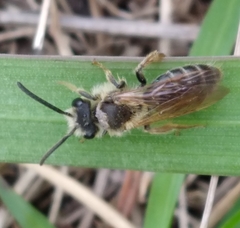 Andrena miserabilis