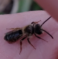 Andrena miserabilis