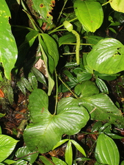Anthurium panduriforme
