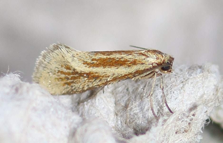 Pliniaca