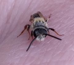 Andrena miserabilis