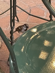 Passer domesticus