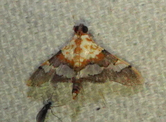 Aetholix flavibasalis