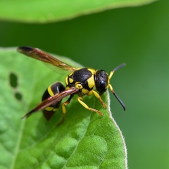 Pachodynerus cubensis