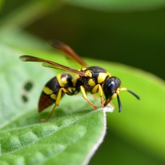 Pachodynerus cubensis