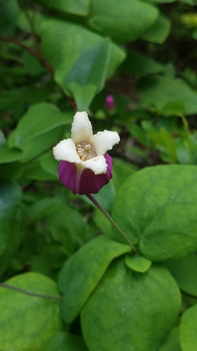 Image of White Leaf Leather Flower (Clematis glaucophylla) by (c) Leigha S, some rights reserved (CC BY)