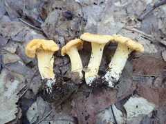 Cantharellus flavus