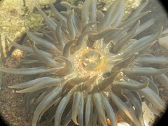 Bunodosoma zamponii