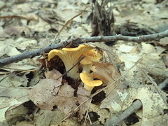 Cantharellus phasmatis