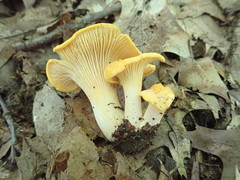 Cantharellus phasmatis