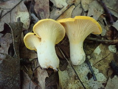 Cantharellus phasmatis