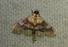 Aetholix flavibasalis