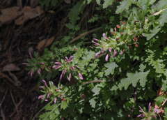 Pedicularis dudleyi