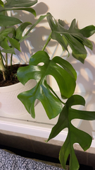 Rhaphidophora tetrasperma