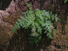 Pedicularis dudleyi