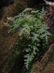 Pedicularis dudleyi
