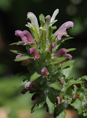 Pedicularis dudleyi