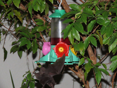 Glossophaga soricina