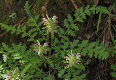Pedicularis dudleyi