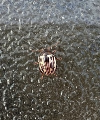 Zygogramma heterothecae