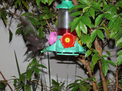 Glossophaga soricina