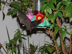 Glossophaga soricina