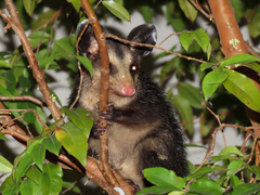 Didelphis aurita