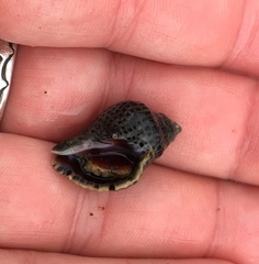 Acanthinucella punctulata