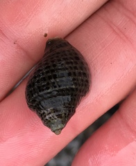 Acanthinucella punctulata