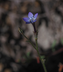 Gilia tenuiflora tenuiflora