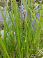 Carex kelloggii