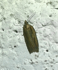 Depressaria daucella