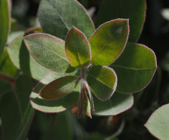 Arctostaphylos glutinosa