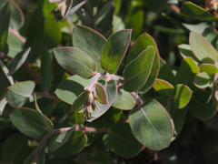 Arctostaphylos glutinosa