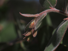 Arctostaphylos glutinosa