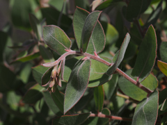 Arctostaphylos glutinosa