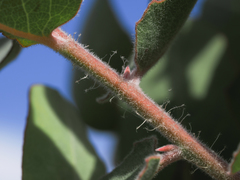 Arctostaphylos glutinosa