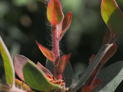 Arctostaphylos glutinosa