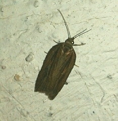 Depressaria daucella