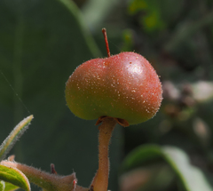Arctostaphylos glutinosa