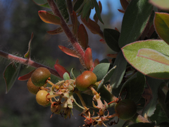 Arctostaphylos glutinosa