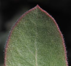 Arctostaphylos glutinosa