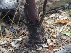 Arctostaphylos glutinosa