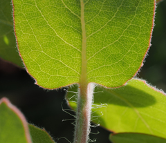 Arctostaphylos glutinosa