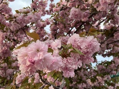 Prunus