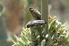 Acmaeodera pubiventris lanata