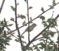 Vireo bellii